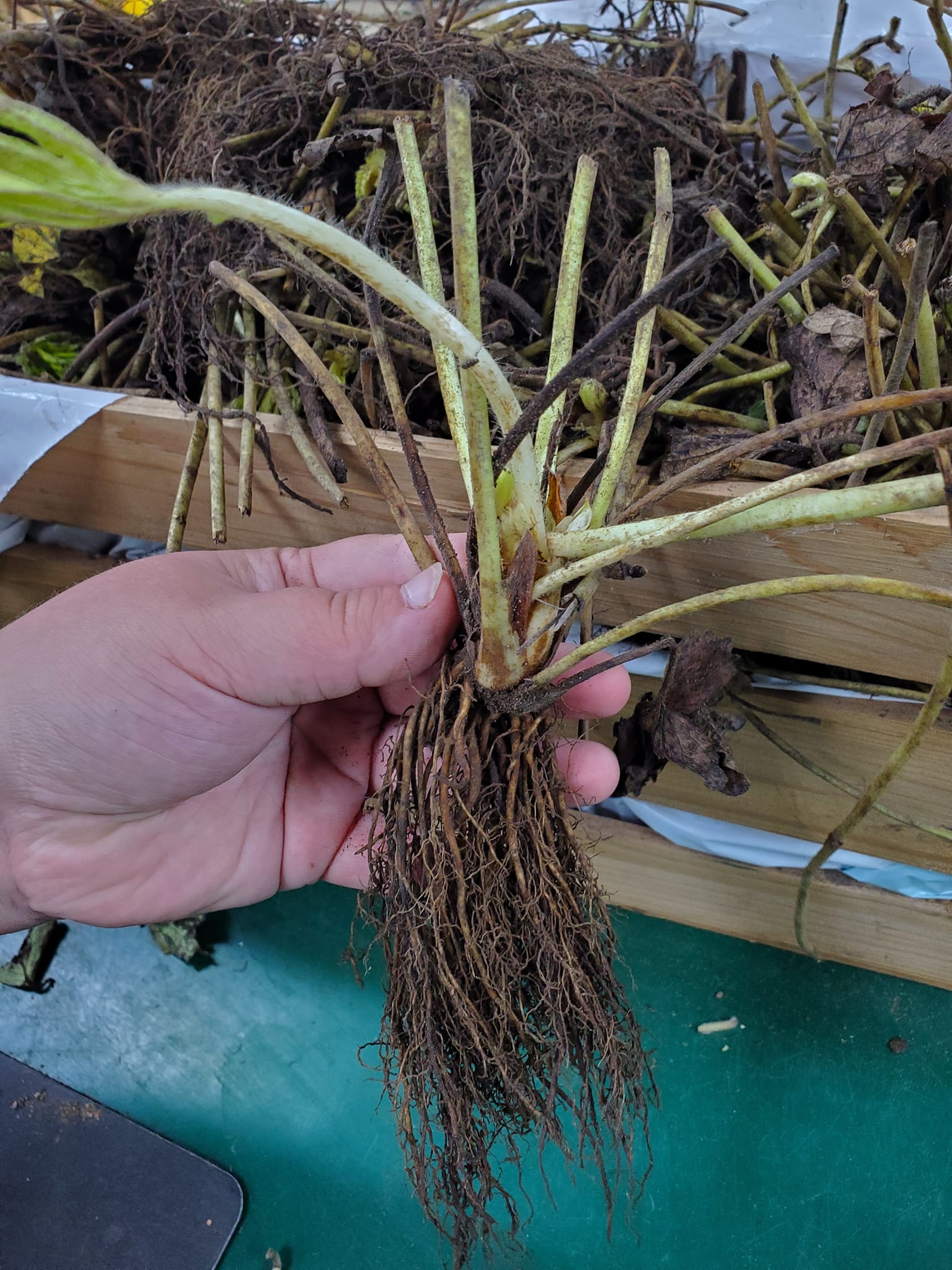 Chandler Bare Root Strawberries