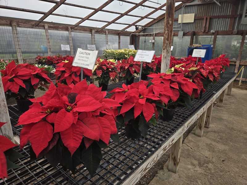 Poinsettias are now In